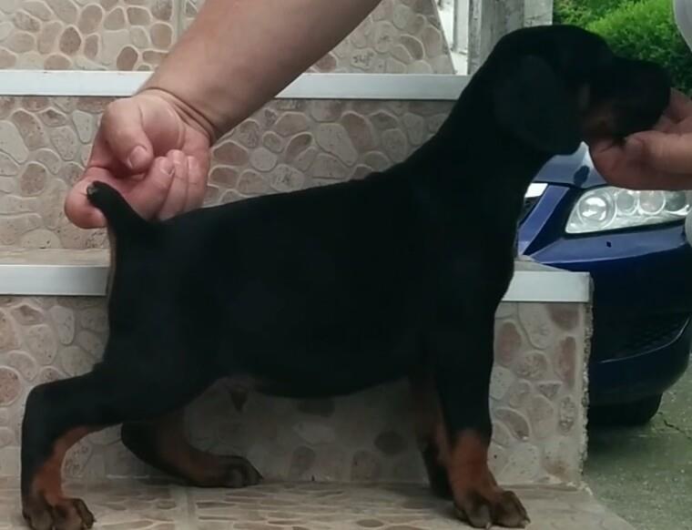 Doberman-stenad