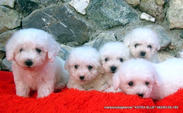 Bichon-Frise---Kovrdzavi-Bison