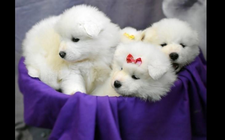 Samojed-i-sibirski-haski-stenci-na-prodaju