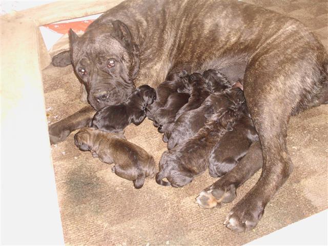 Cane-Corso-stenad