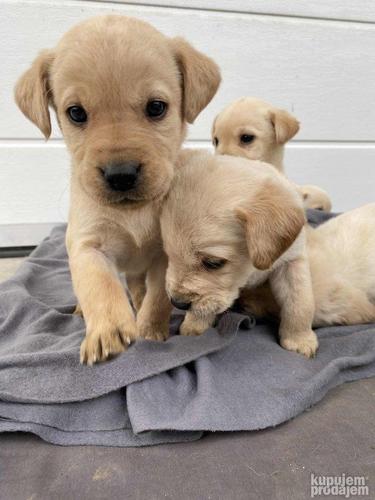 Labrador štenci