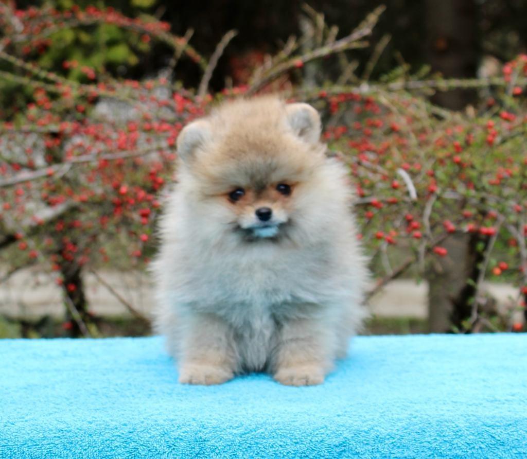 Pomeranac