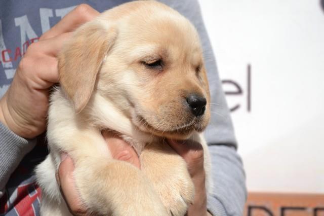 Labrador-retriver-stenad-izlozbenog-potencija