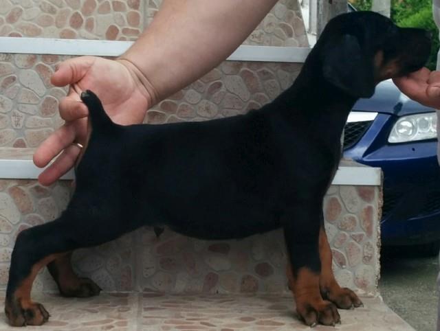 Doberman-stenad