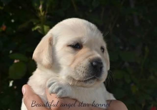 Štenci-labrador-retrivera