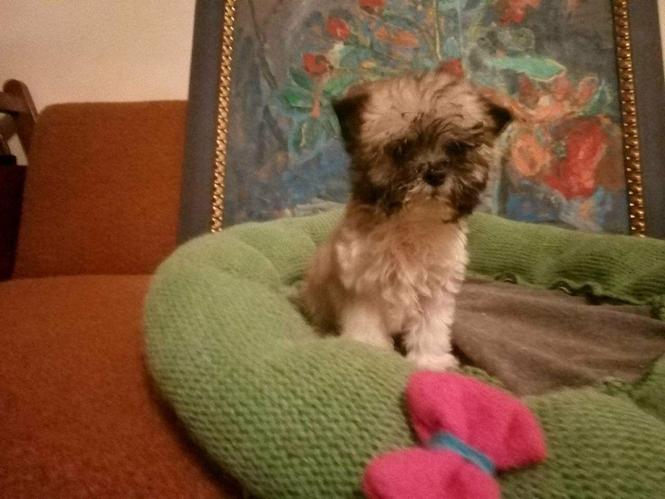 Mini mini Morki