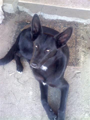 POKLANJAM-DVORISNI-PSI