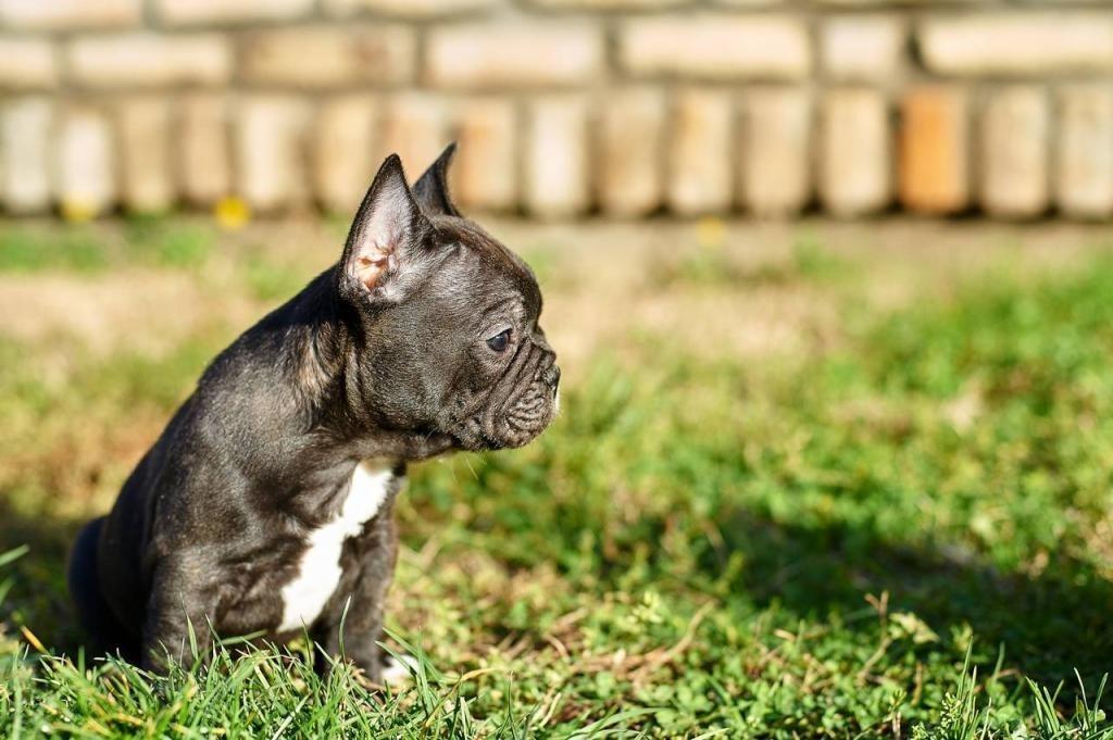 Francuski-buldog-štenci
