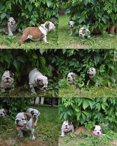 Engleski-buldog-