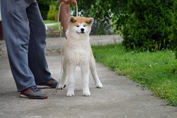 Akita-inu--dve-ženkice