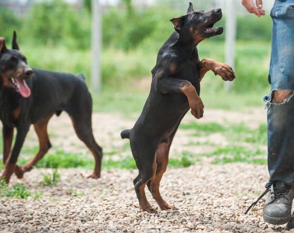 Doberman---stenci-vrhunskog-kvaliteta