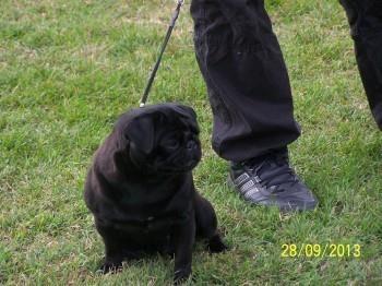 MOPS odrasli psi 