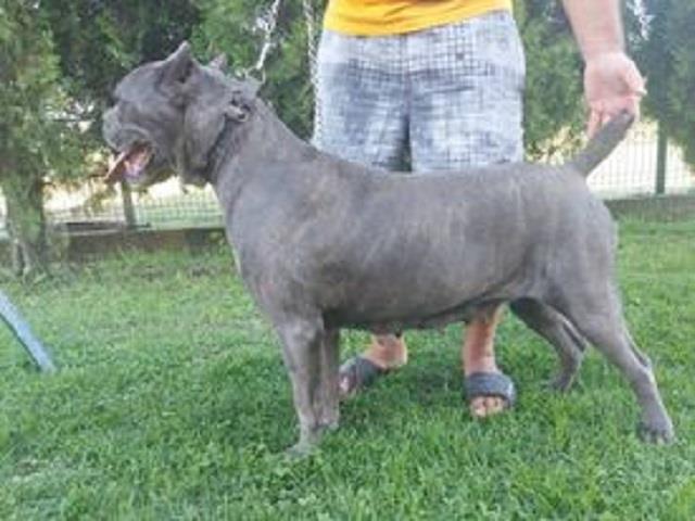 Cane-Corso-na-prodaju