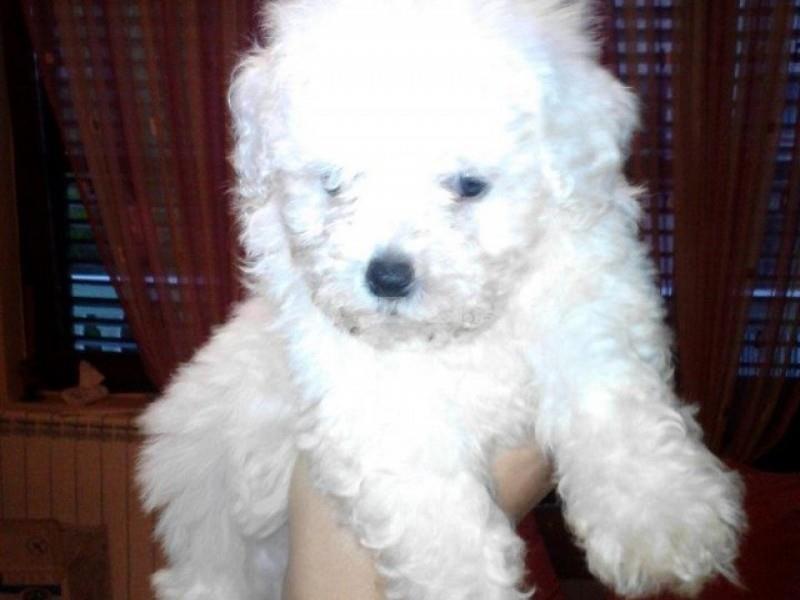 Bisoni-