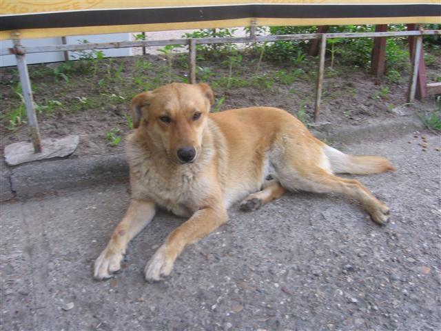 Pas-Žućo