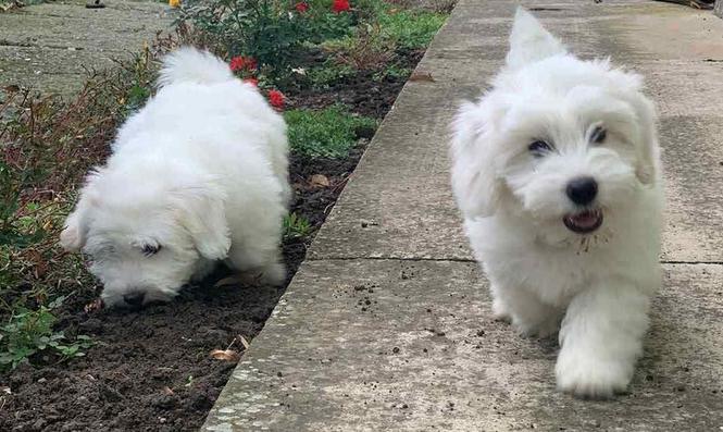 Coton de Tulear - mali muzjaci