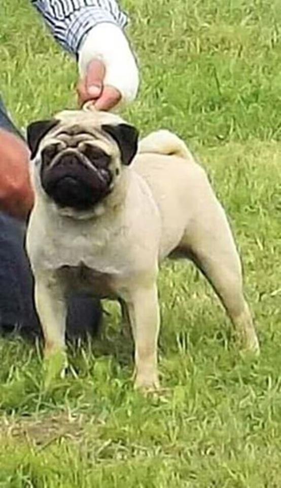 MOPS-štenci-