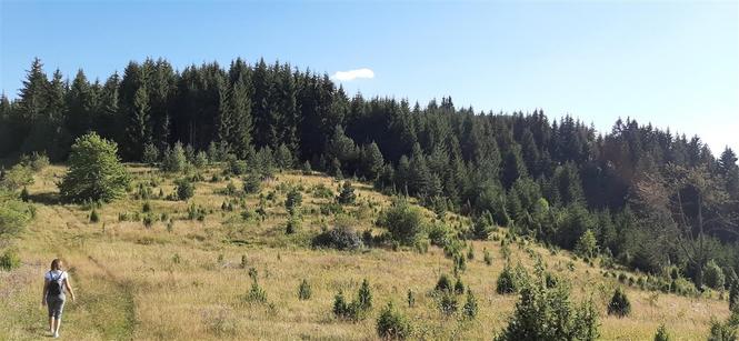 Zlatar planina