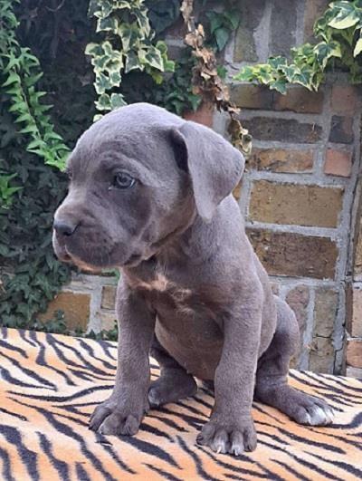 Cane-corso-