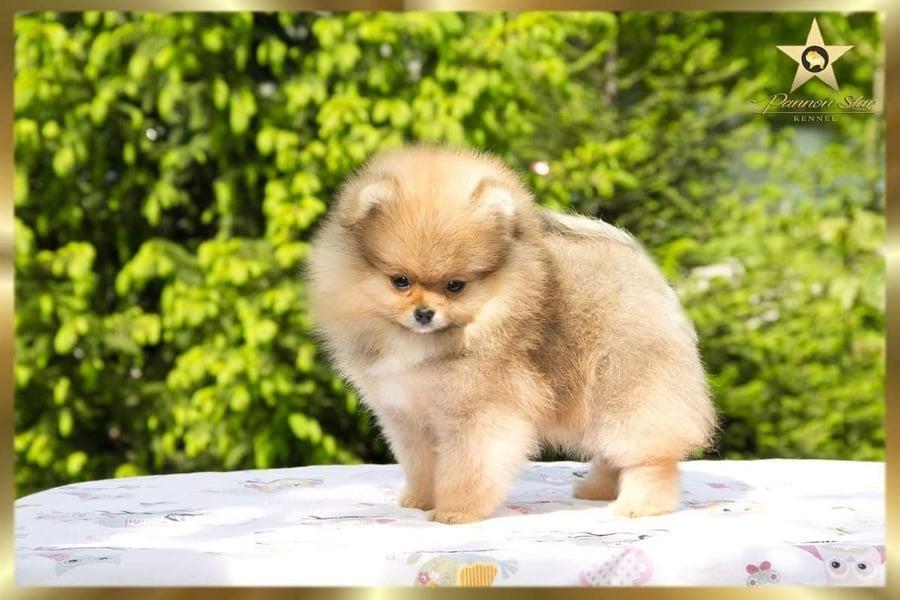 Pomeranski-spic