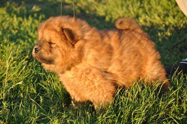 Cau-Cau-Chow-Chow-stenci