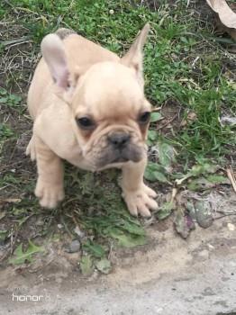 Francuski-buldog--stenad-
