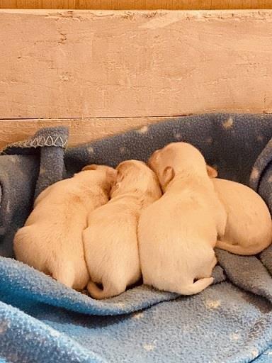 Coton-de-Tulear--Tulearski-pas--stenci