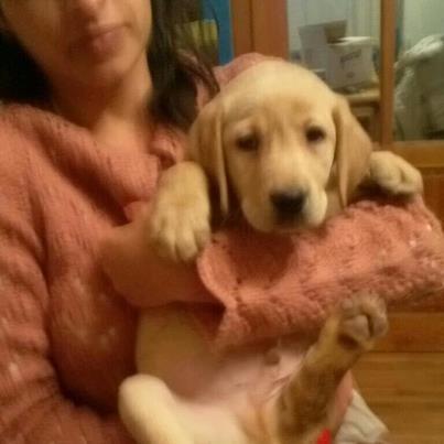 Labrador-retriver