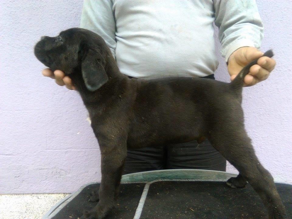 Cane-Corso--štenad