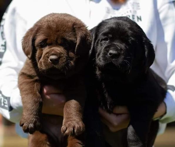 Labradori