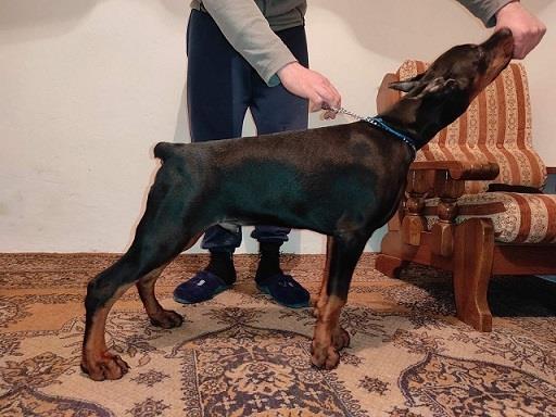Doberman-stenci