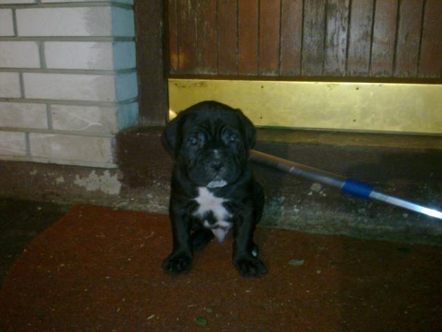Cane Corso stenci 