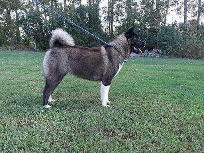 Amiricka-Akita
