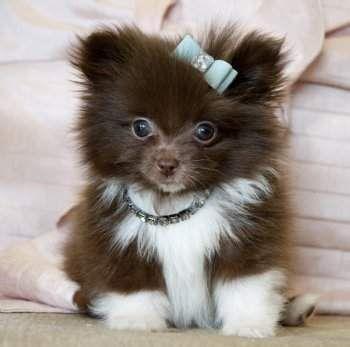 Boo-pomeranski-spic