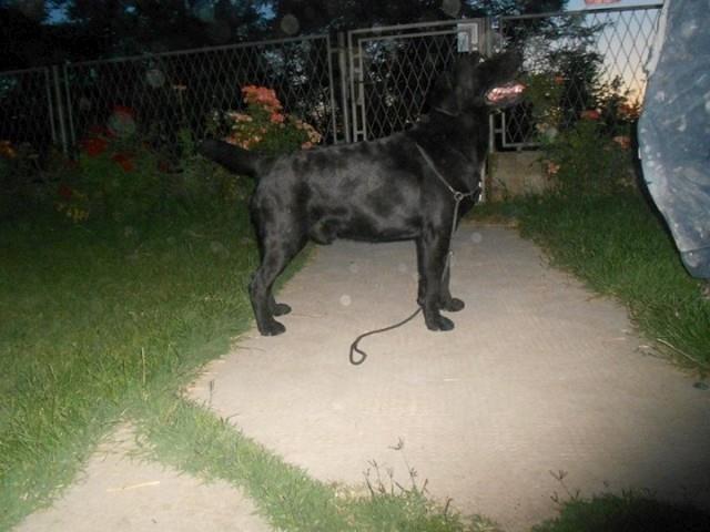 Labrador-retriver