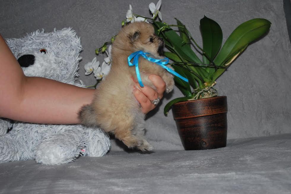Prelepi--BOO-POMERANCI