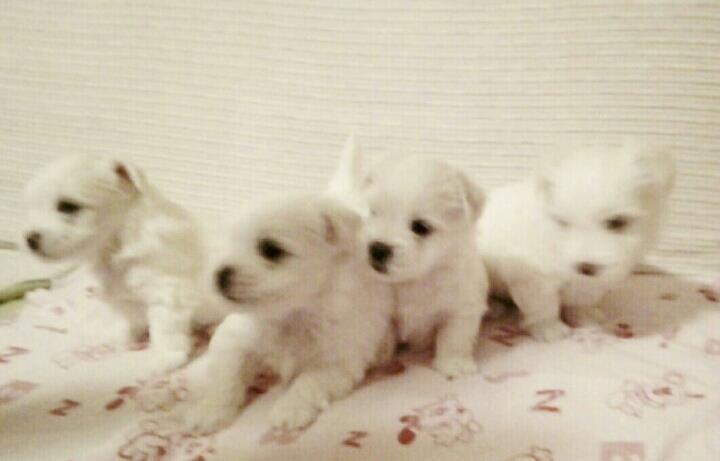 Coton-de-Tulear