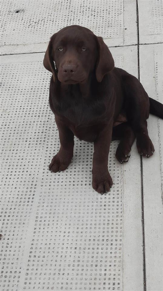 -Labrador-Retriver-ženke
