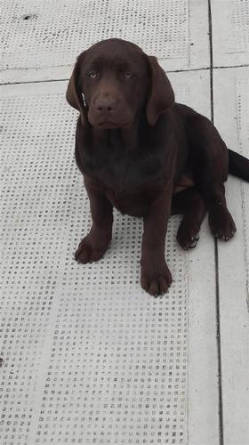 Labrador Retriver ženke