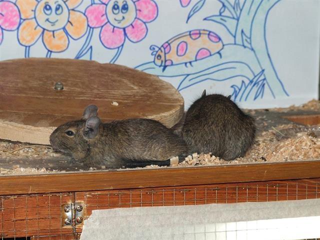 Degu---ćileanske-veverice