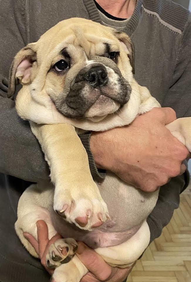 Engleski-buldog