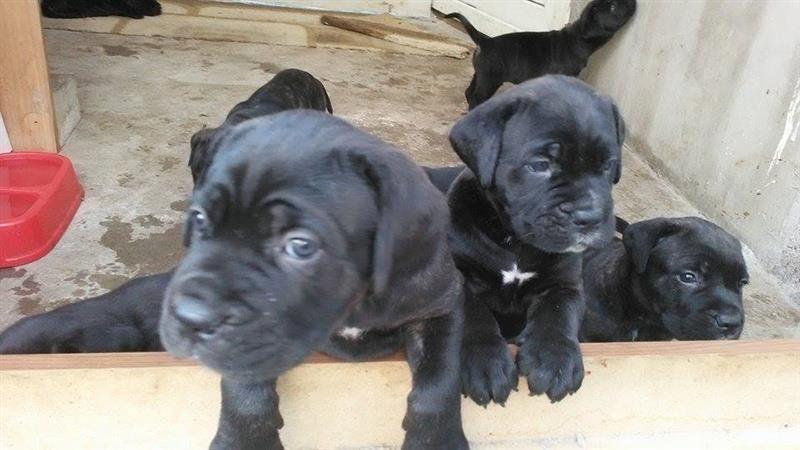 Cane-Corso-štenad