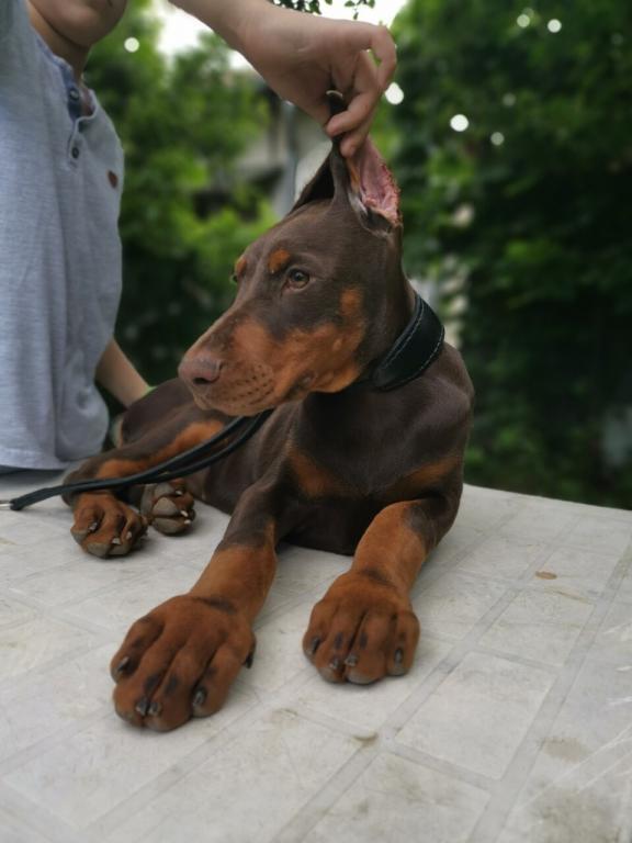 Dobermann-štenad