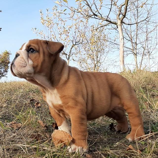 Engleski-buldog-