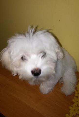 Maltezer-musko-stene