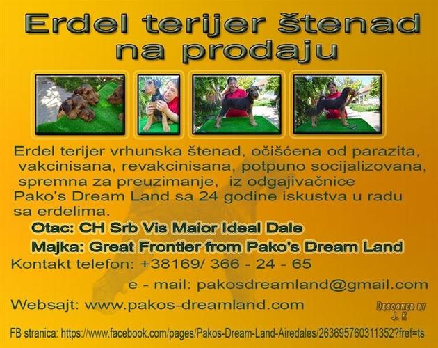Erdel terijer štenad