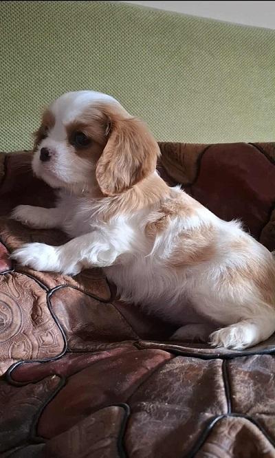 Cavalier-King-Charles-štenci