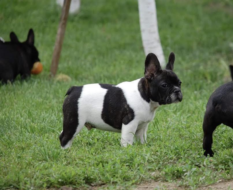Francuski-buldog-Od-Kuce-Don