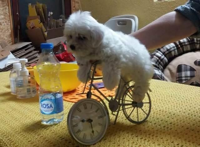 Mini-maltezer-štenci