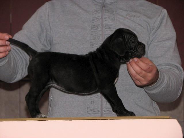 Cane-corso-stenci